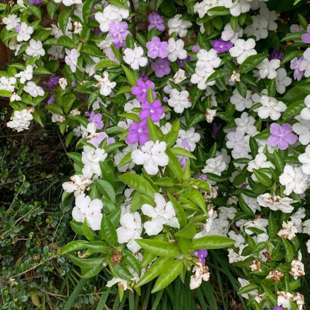 Brunfelsia pauciflora shrub with mixed white and purple flower clusters and green leaves