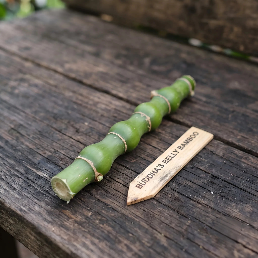 Green bamboo cutting with carved wooden tag, Buddha's Belly bamboo variety
