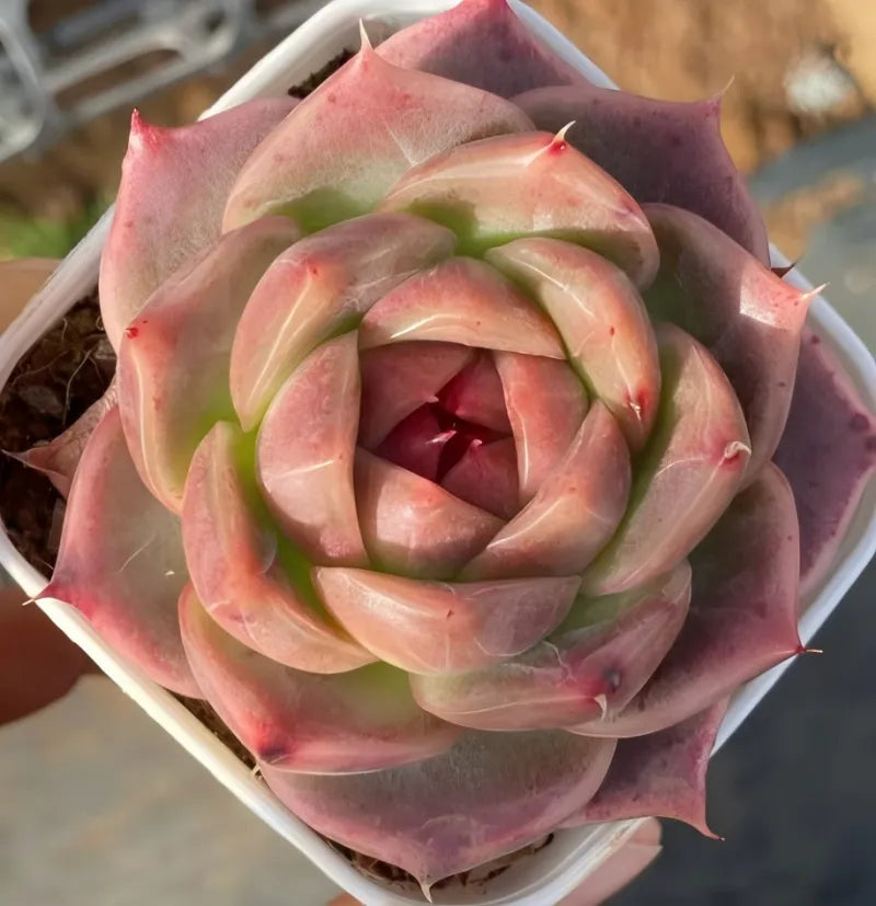 Single potted succulent rosette in 2-inch pot, pink and green spiral