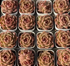 Potted succulent rosette in 2-inch pot, pink, rose, and green layers