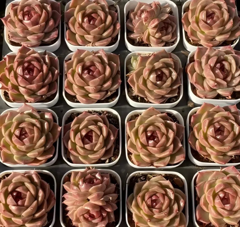 Potted succulent rosette in 2-inch pot, pink, rose, and green layers
