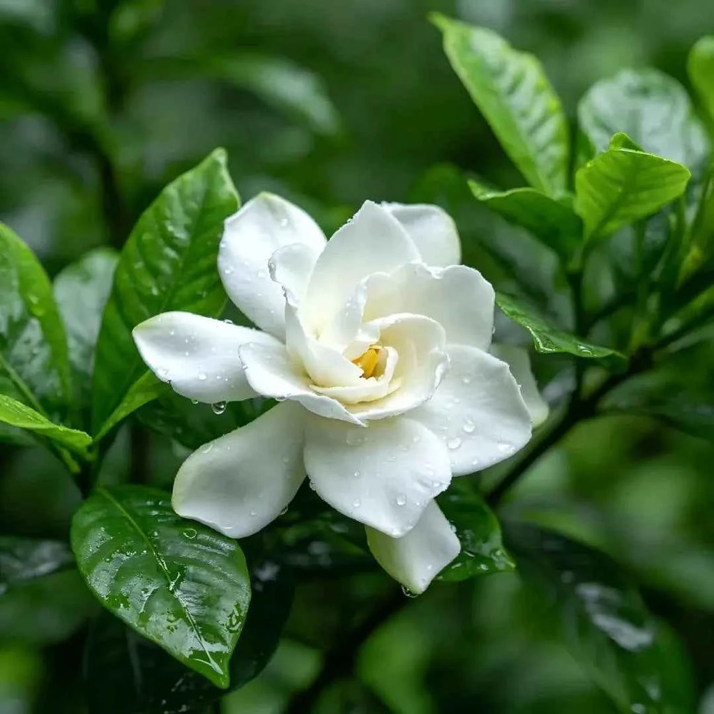 Cape Jasmine white five-petal blossom with yellow center and glossy green leaves