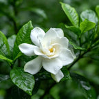 Cape Jasmine white five-petal blossom with yellow center and glossy green leaves
