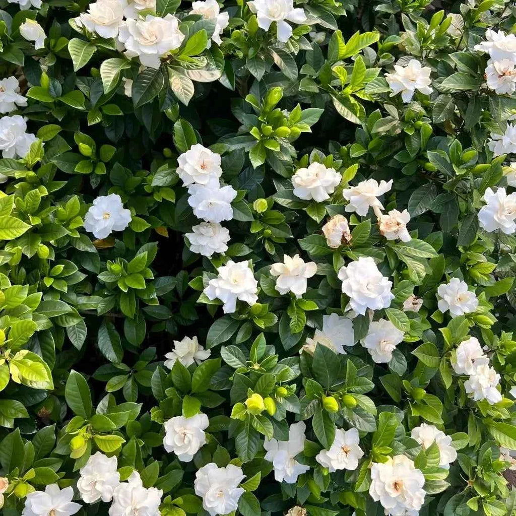 Cape Jasmine flowering shrub with clusters of white blooms and bright green foliage