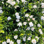 Cape Jasmine flowering shrub with clusters of white blooms and bright green foliage