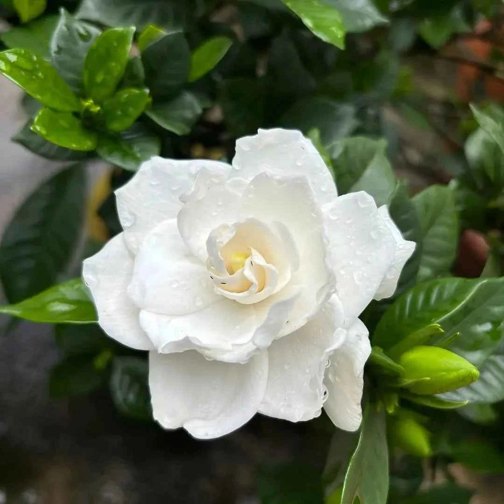 Cape Jasmine white double blossom with yellow center on leafy green stems