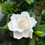 Cape Jasmine white double blossom with yellow center on leafy green stems