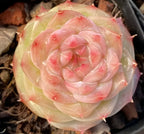 Succulent rosette in dark pot, cream outer leaves with pink spiral center and red tips