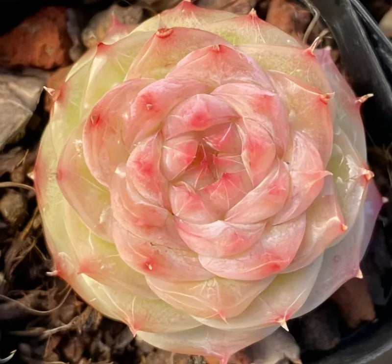 Succulent rosette in dark pot, cream outer leaves with pink spiral center and red tips