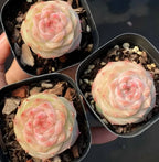 Three succulents in small dark pots, cream and pink rosette with red pointed tips
