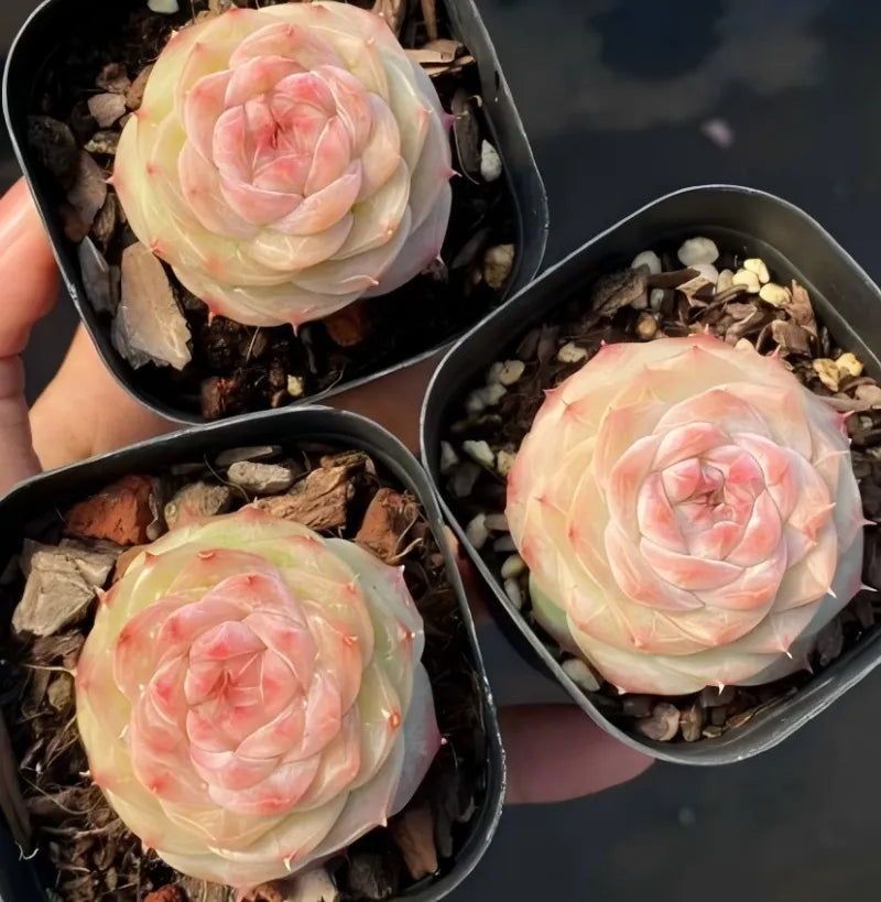 Three succulents in small dark pots, cream and pink rosette with red pointed tips