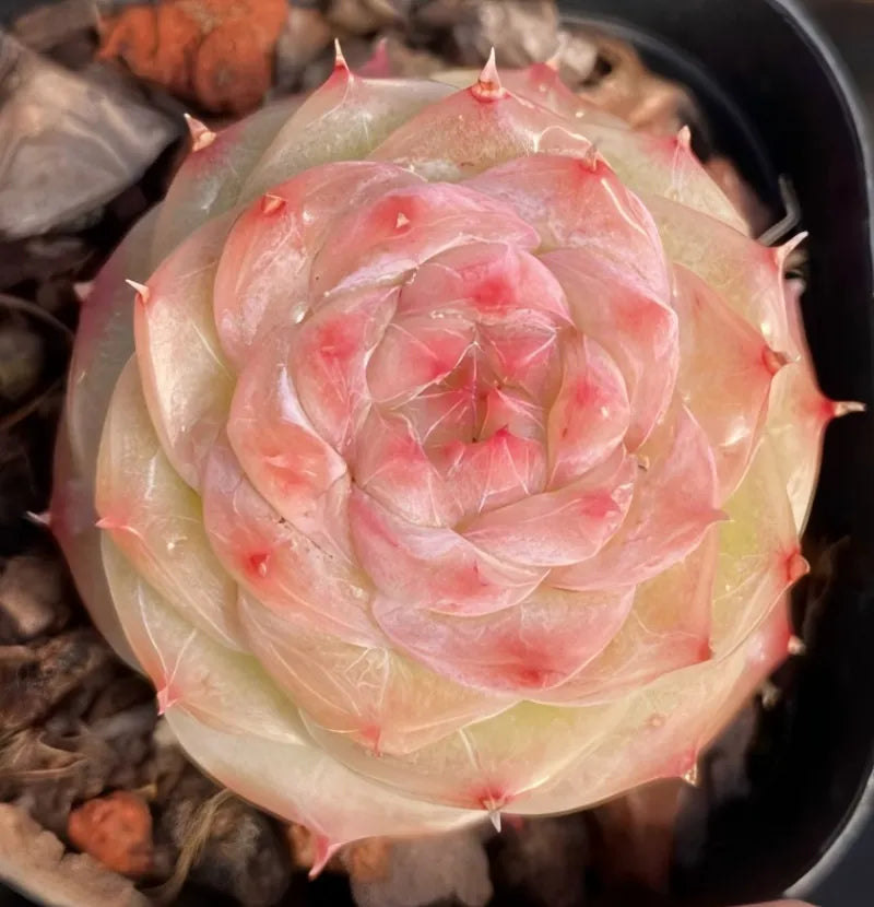 Succulent rosette in dark pot, pale cream leaves with pink spiral center and red tips