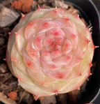 Succulent rosette in dark pot, pale cream leaves with pink spiral center and red tips