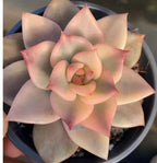 Carmela succulent rosette in 4 in pot, cream leaves with pink tips