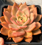 Succulent rosette with cream center and pink-orange outer leaves