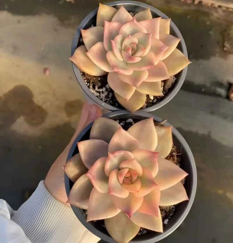 Carmela succulent in 4 in pots, two plants, pale cream rosette with pink tips