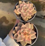 Carmela succulent in 4 in pots, two plants, pale cream rosette with pink tips