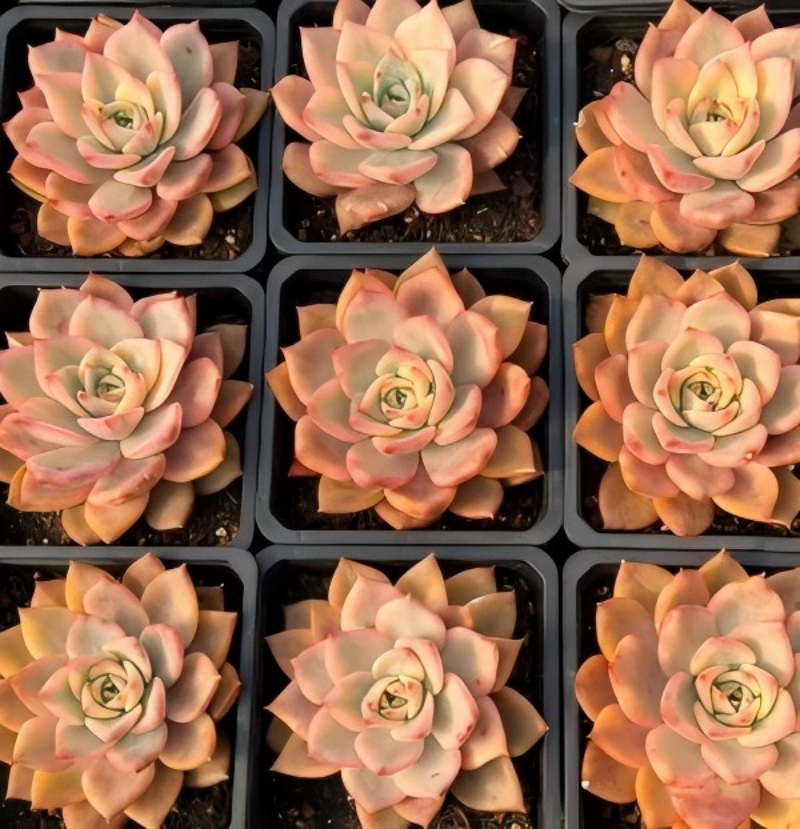 Succulent rosettes with cream centers and pink-orange leaves, in black tray cells