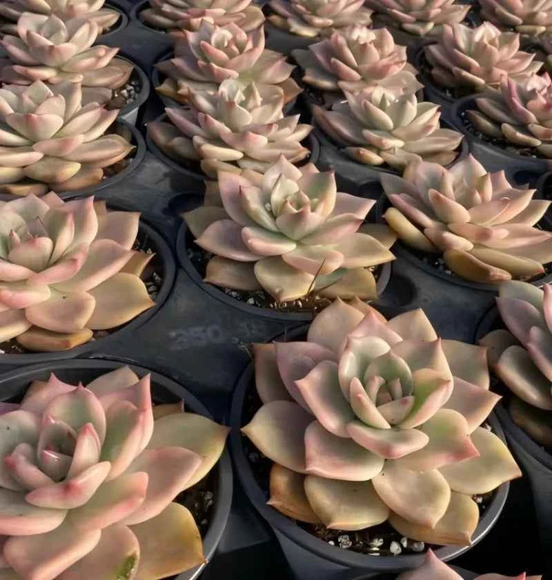 Carmela succulents in 4 in pots, many cream rosettes with pink-tipped leaves