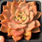 Echeveria Carmela succulent rosette, orange-peach and pink leaves in a black tray