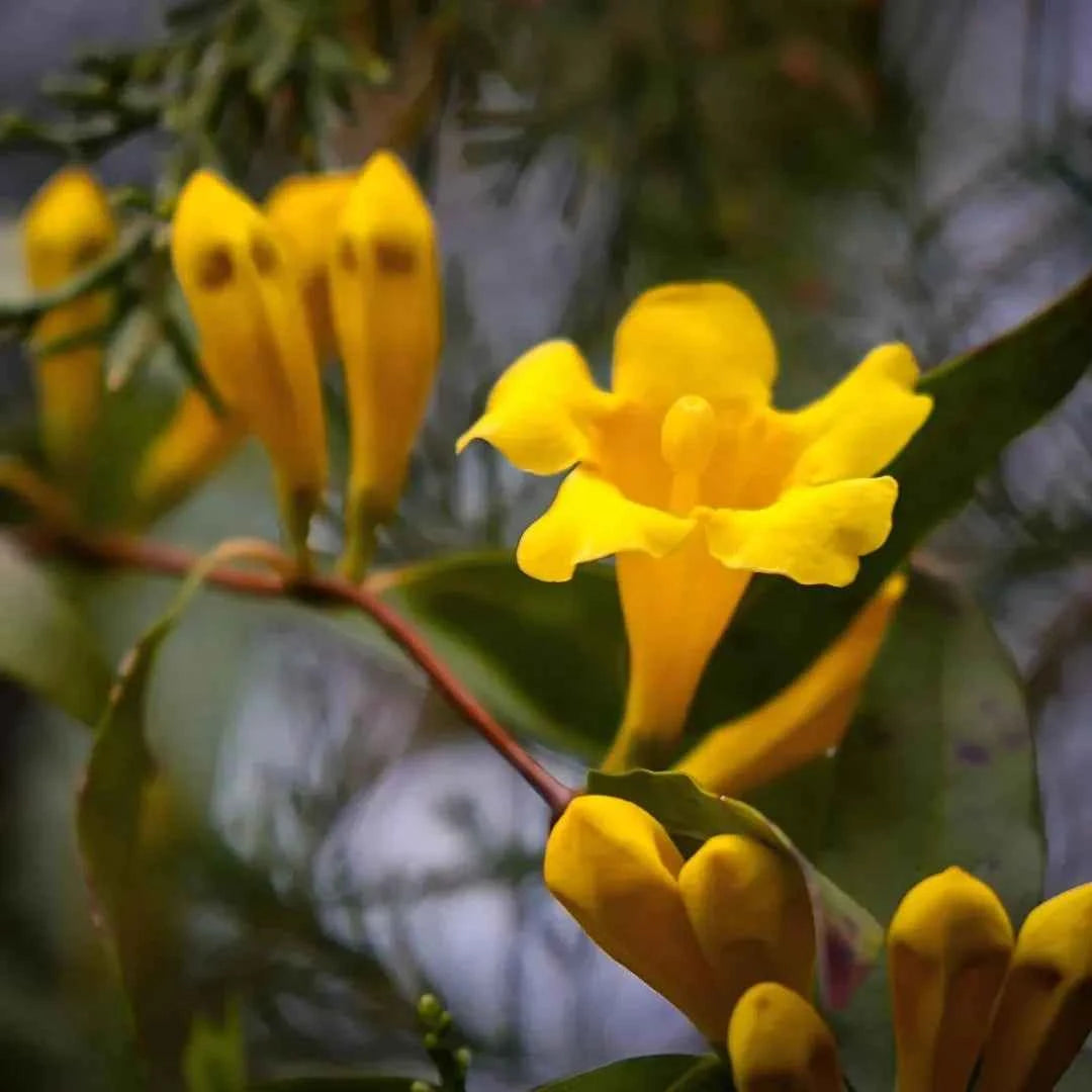 Carolina Jessamine plant with bright yellow trumpet flowers and green leaves