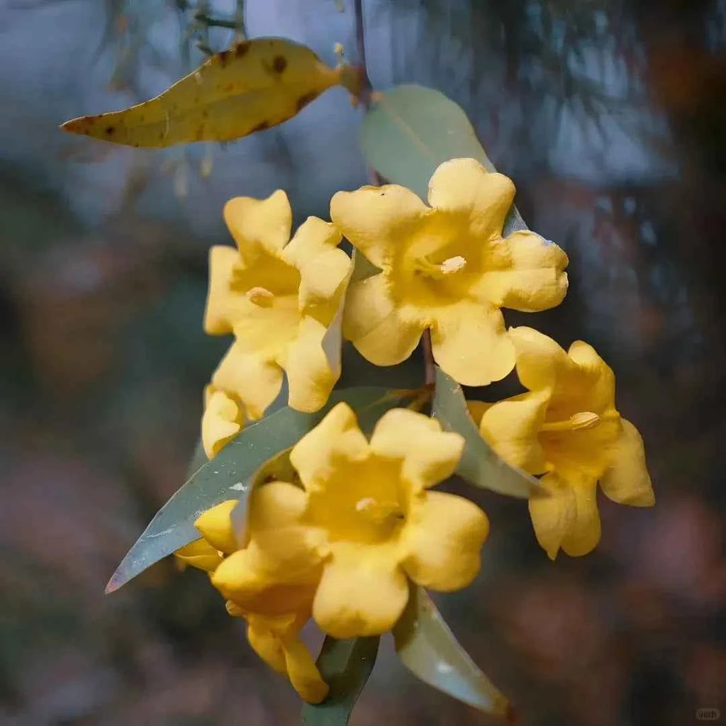 Carolina Jessamine cluster of yellow blossoms with pale green leaves