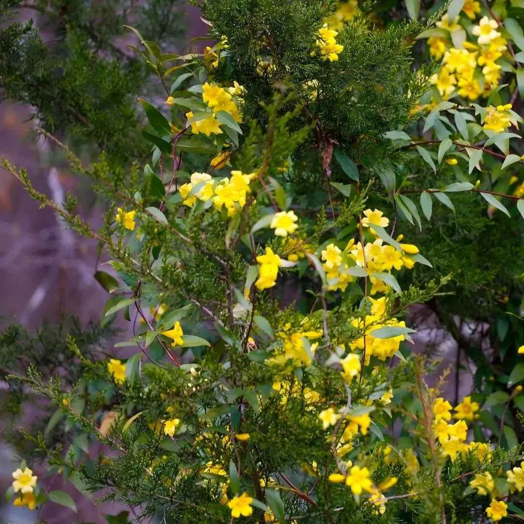 Carolina Jessamine shrub with many yellow flowers and slender green leaves