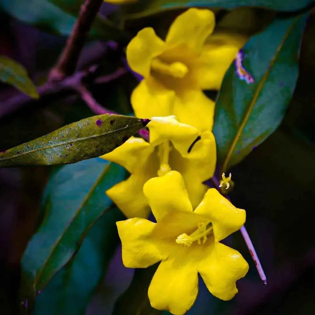 Carolina Jessamine yellow flowers with dark green leaves, close-up