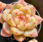 Succulent rosette plant in 2-inch pot, pale yellow-green leaves with pink-red tips