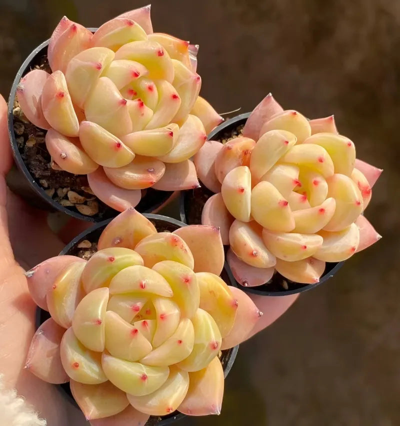 Succulent tray of rosette plants in small pot, pale yellow leaves with red speckles