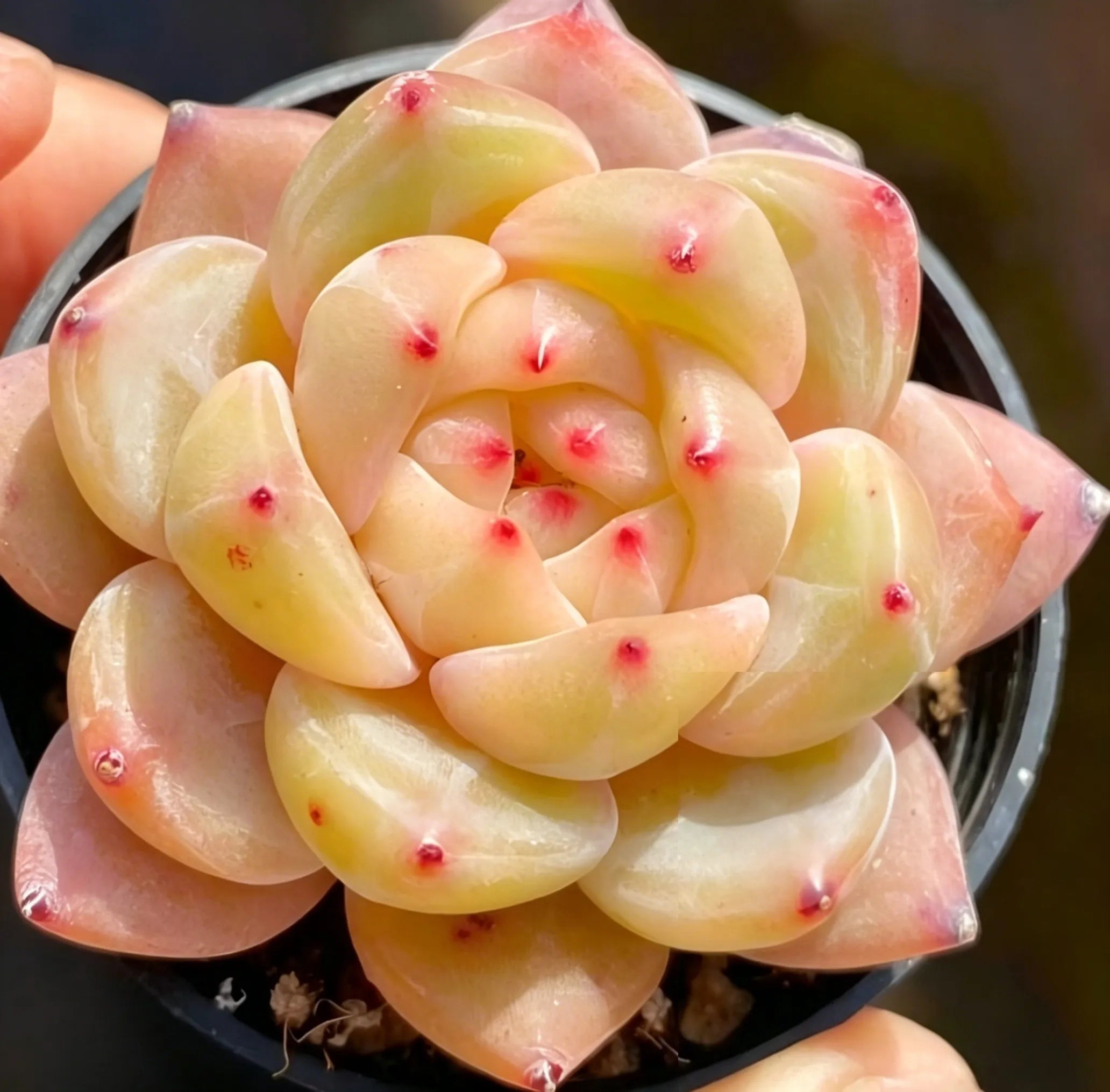 Succulent rosette plant in pot, layered pale yellow leaves with scattered pink-red dots