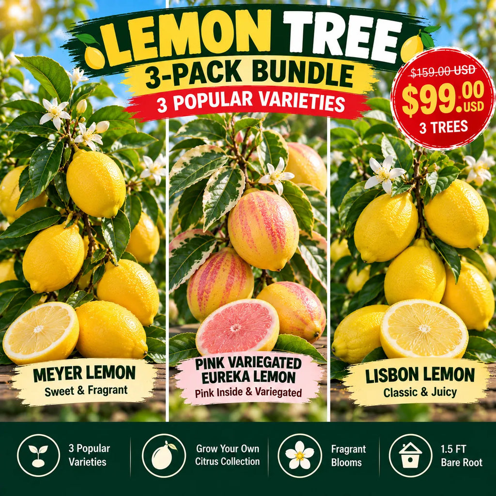 Lemon tree 3-pack bundle: Meyer, Pink Variegated Eureka, and Lisbon varieties