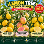 Lemon tree 3-pack bundle: Meyer, Pink Variegated Eureka, and Lisbon varieties