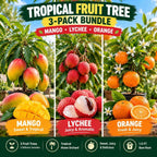 Tropical Fruit Tree 3-Pack Bundle – Mango, Lychee & Orange