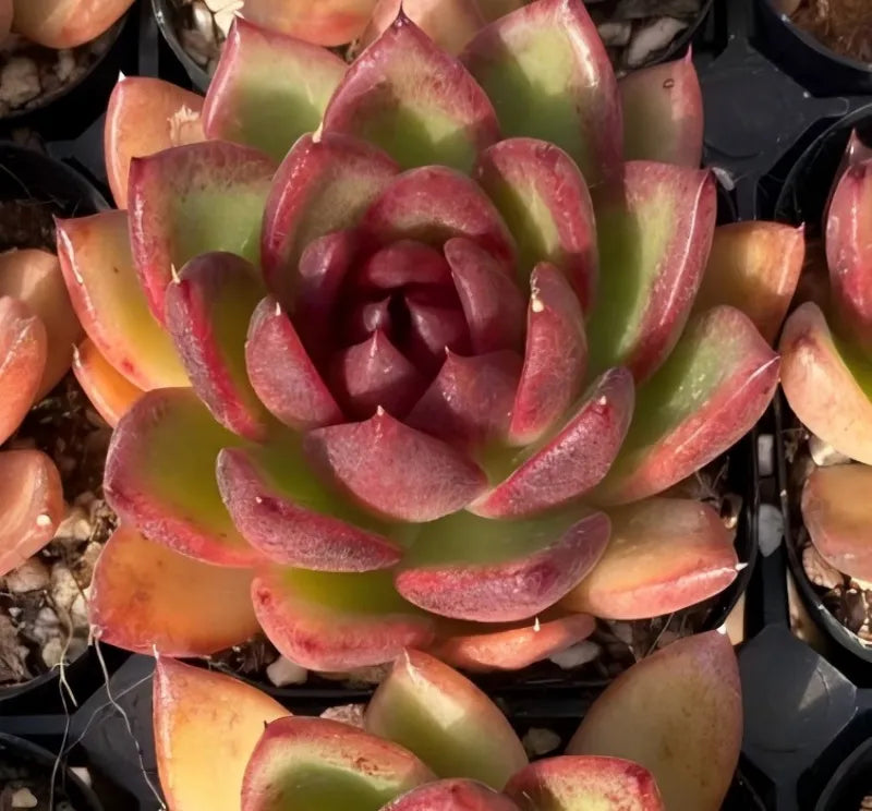 Rosette succulent in small pot, pink-edged green leaves with dark center