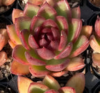 Rosette succulent in small pot, pink-edged green leaves with dark center