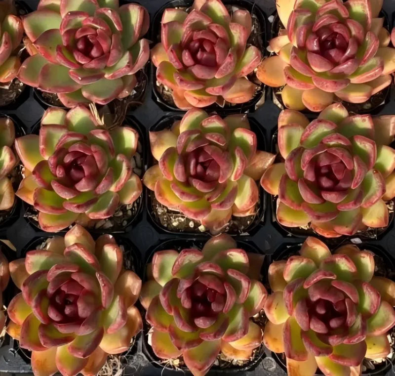 Cluster of rosette succulents in small pots, pink-edged green leaves