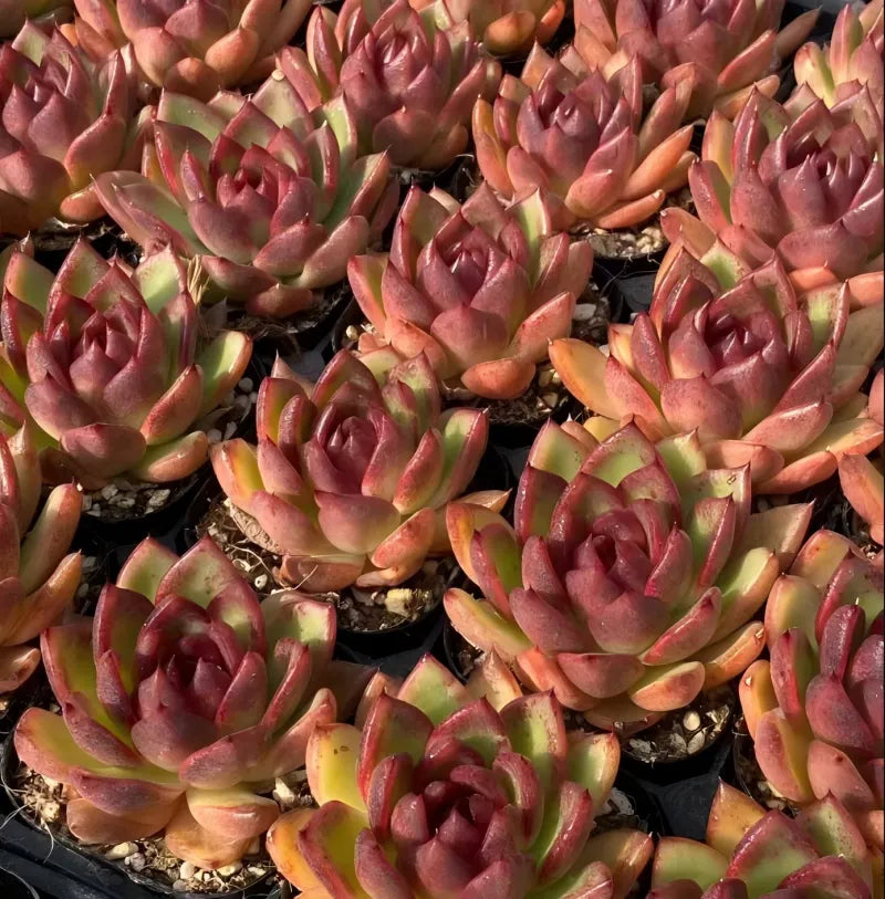 Rosette succulents in small pots packed in a tray, pink and green leaves