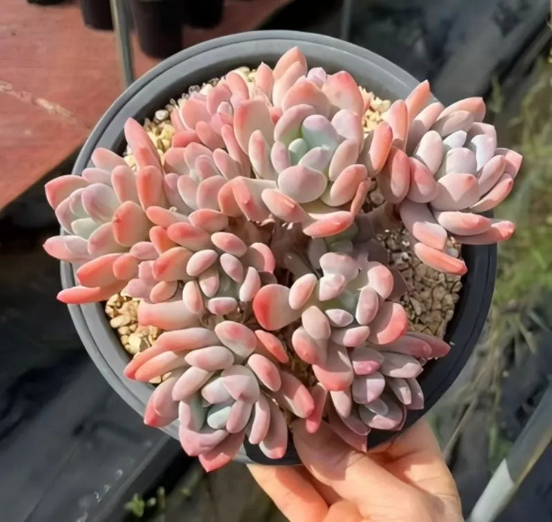 Pink and cream echeveria cluster succulent in round nursery pot with gravel