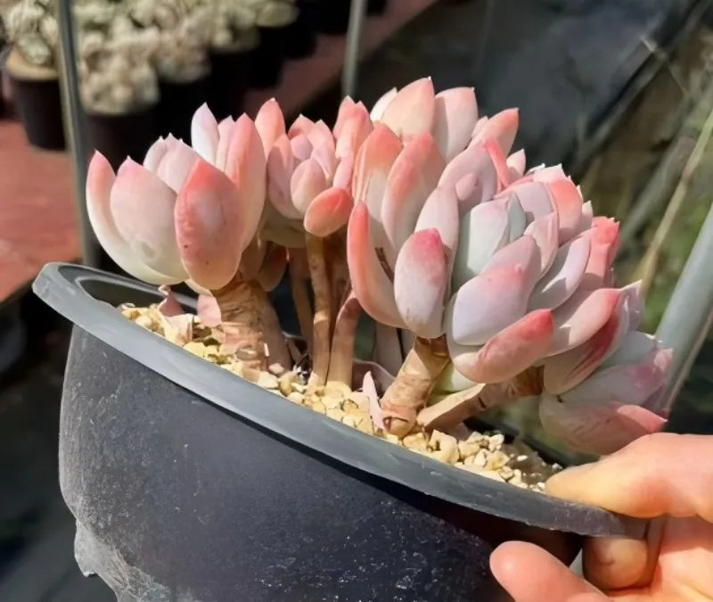 Tall echeveria rosettes with pink tips in grey pot, viewed from the side