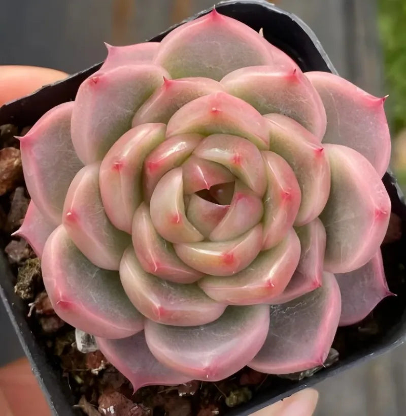 3-inch pot succulent with tight rosette of pale green and pink leaves