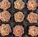 Assorted 3-inch pot succulents with pink and pale green rosette leaves