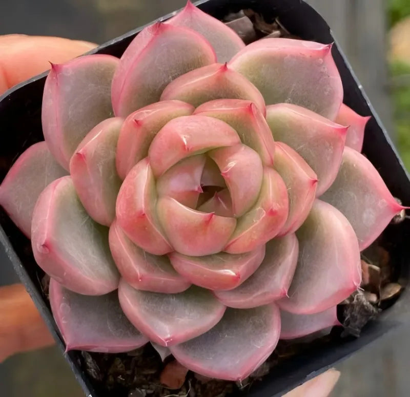3-inch pot succulent rosette with pink and pale green layered leaves