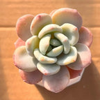 Cold fragrance 2-inch pot, pale pink and cream flower-shaped topper