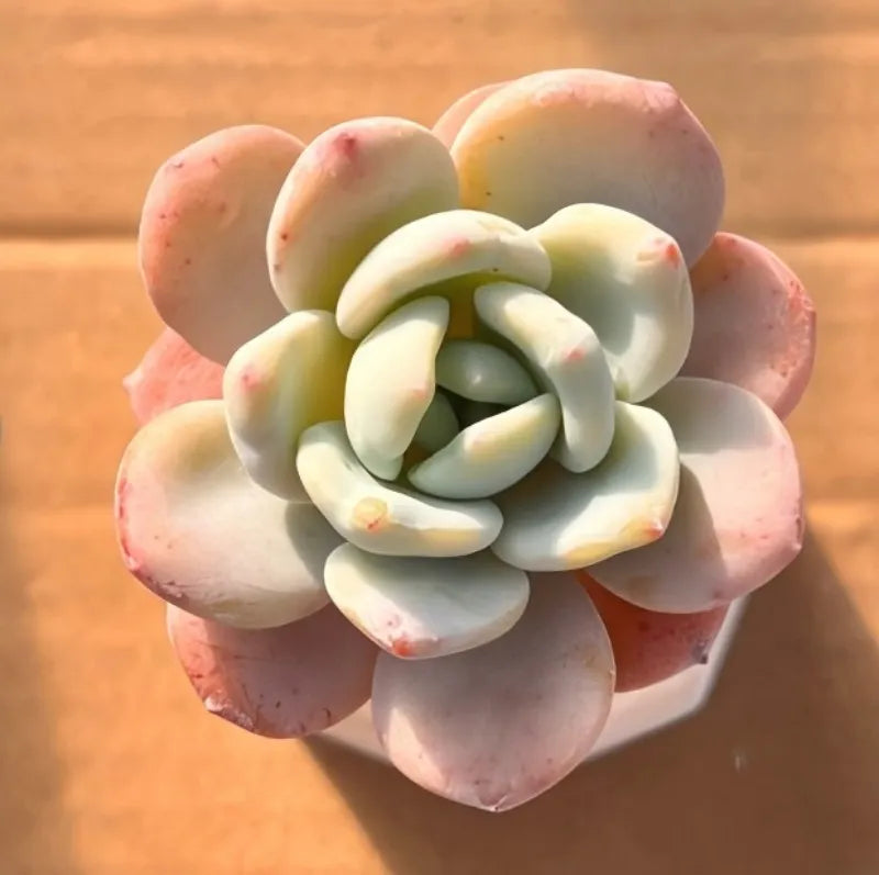 Cold fragrance 2-inch pot with pastel multi-petal flower ornament on top