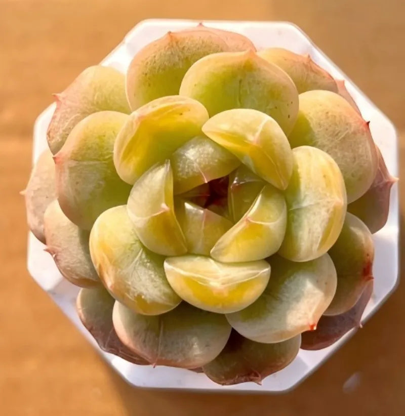 Small potted succulent in a 2 in pot with green and yellow rosette leaves
