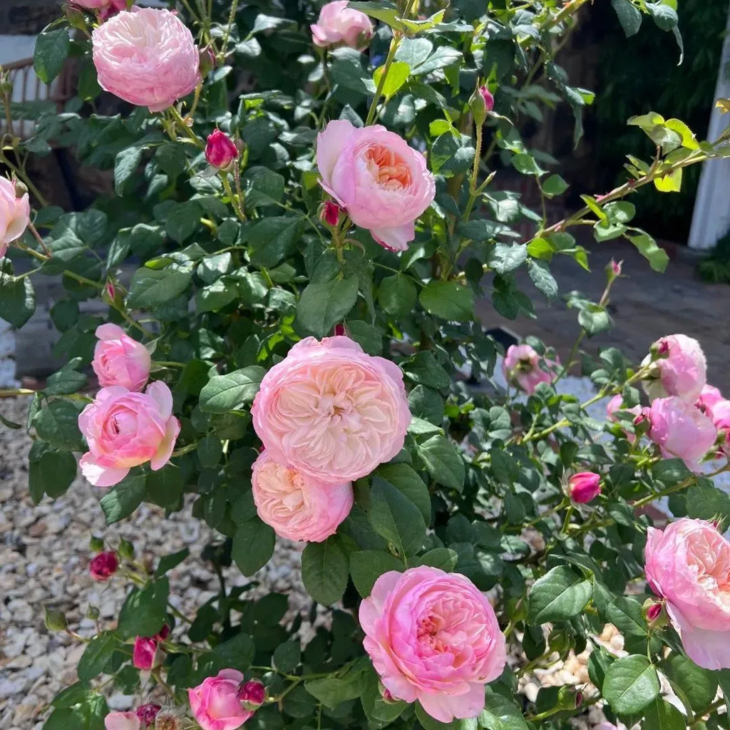Pink bare root rose bush with round blooms and small buds among green leaves