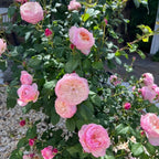 Pink bare root rose bush with round blooms and small buds among green leaves