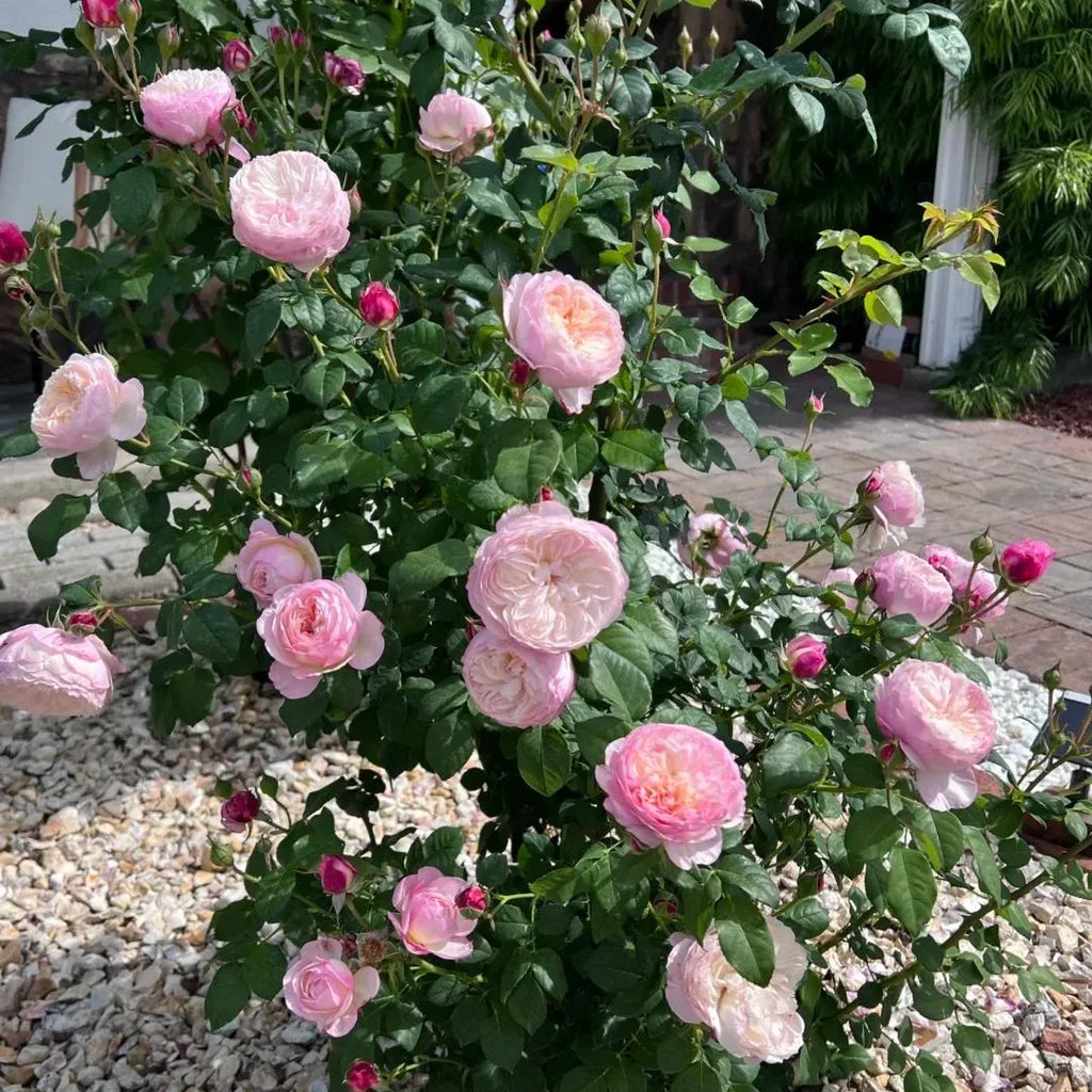 Bare root pink rose bush with multiple pale pink blooms and green leaves