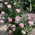 Bare root pink rose bush with multiple pale pink blooms and green leaves